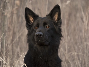 dog, muzzle, grass, Black German Shepherd Dog