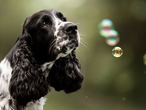 black and white, English Cocker Spaniel, interesting eyes, dog
