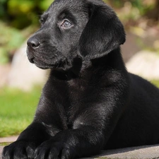 Black, Puppy, Labrador Retriever