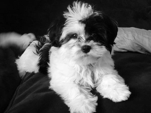 Lhasa Apso, white, Black