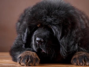 Black, Tibetan Mastiff