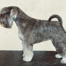 black and silver, coat, miniature Schnauzer