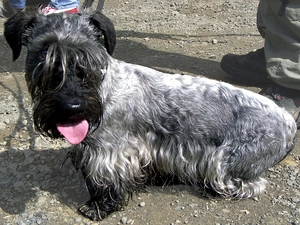 muzzle, Czech terrier, black