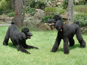 Black, Poodles