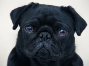 Black, pug