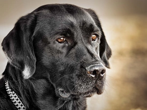 retriever, Black, Labrador