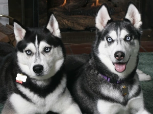 Black, Siberian Husky, Two cars