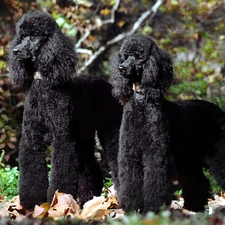 Black, Poodles, Two cars