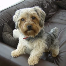 black, Sofa, Yorkshire Terrier