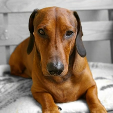 Bench, Blanket, dachshund