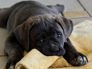 Cane Corso, doggy, Blanket