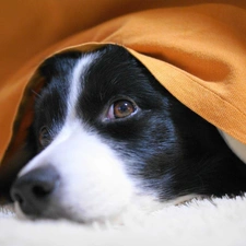 Blanket, Orange, Dog, muzzle