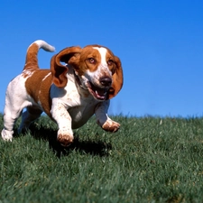 blue, Sky, Basset Hound