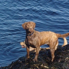 Blue, water, Chesapeake Bay retriever