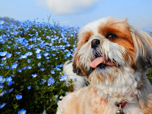 dog, Blue, Flowers, Shih Tzu
