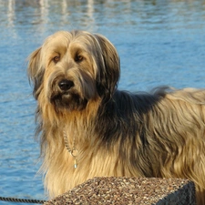 Blue, water, Shepherd French Briard