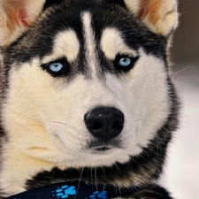 Blue, Eyes, Siberian Husky