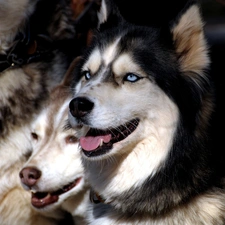 Blue, Eyes, Siberian Husky