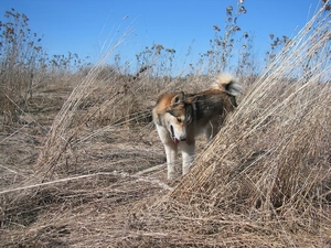 Sky, Laika zachodniosyberyjska, blue