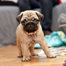 interior, blur, Puppy