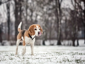 winter, blur, trees, viewes, Beagle