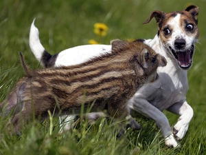 small, atack, dog, Boar