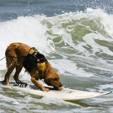 board, Waves, dog, surf, rescuer