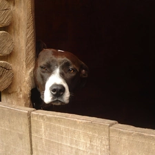 boarding, wood, dog, mouth