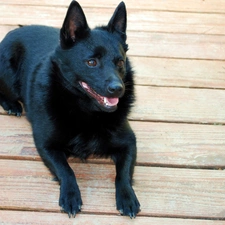 boarding, Schipperke