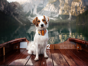 dog, Boat, apatite, Alpine Dutch