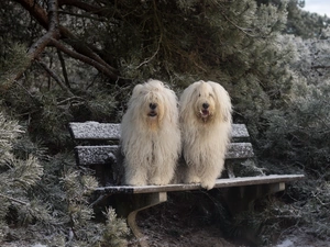 Old English Sheepdog Bobtail, Conifers, snow, Bench