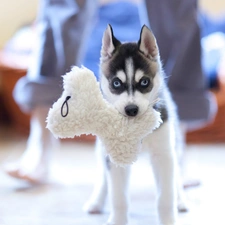 plush, bone, dog