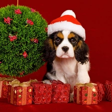 Bonnet, decor, dog, Christmas