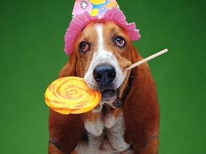 Bonnet, basset, Lollipop