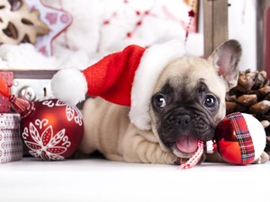 pug, baubles, Christmas, Bonnet