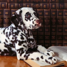 Book, Dalmatian