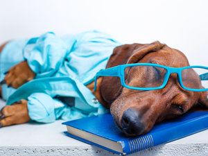 Book, dachshund, Glasses