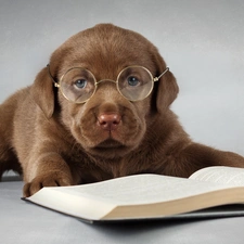 Book, Glasses, Puppy, Labrador