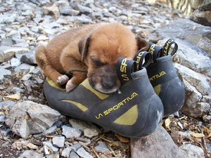 Boots, puppie, Pebble