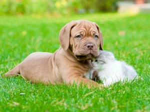 cat, Dog de Bordeaux