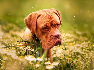 dog, Dog de Bordeaux