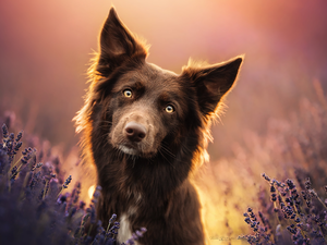 Brown, Border Collie, lavender, dog