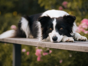 dog, Collie, Bench, Border