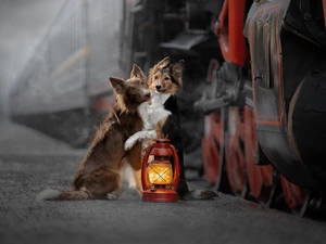 Lamp, Train, Dogs, Border Collie, Two cars