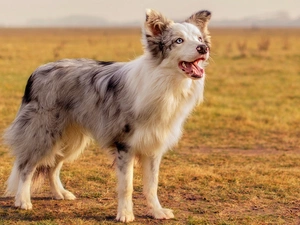 Border Collie, Field
