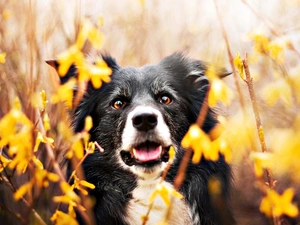 Border Collie, forsythia