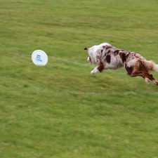 Frisbee, Border Collie