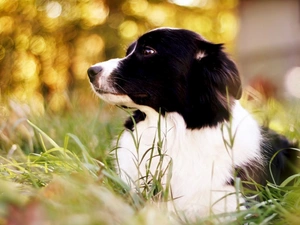Border Collie, grass