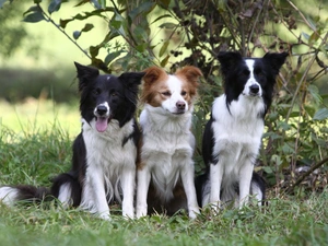 green, Border Collie