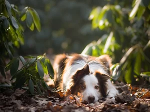 Plants, Leaf, dog, Border Collie, lying